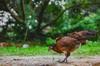 chicken feed