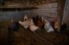 chicken feed