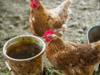 chicken feed