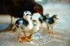 chicken feed