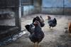 chicken feed
