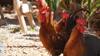 chicken feed