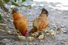 chicken feed