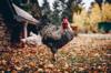 chicken feed