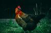 chicken feed