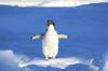 chicken frozen