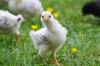 chicken get