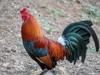 chicken get