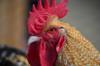 chicken get