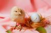chicken get