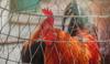 chicken get