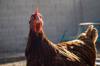 chicken get