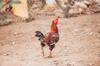 chicken get