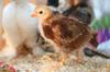 chicken get