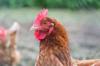 chicken get