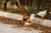chicken get