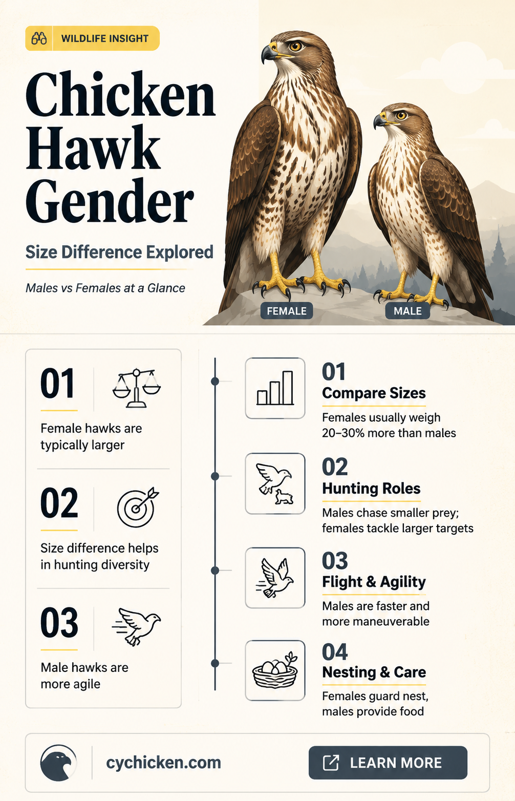 are male chicken hawks larger than female chicken hawks