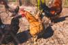 chicken healthy