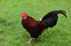 chicken healthy