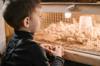 chicken healthy