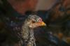 chicken like