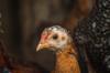 chicken like