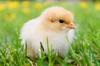 chicken like