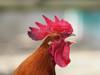 chicken like