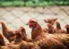 chicken like