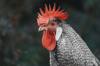 chicken like