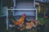 chicken like