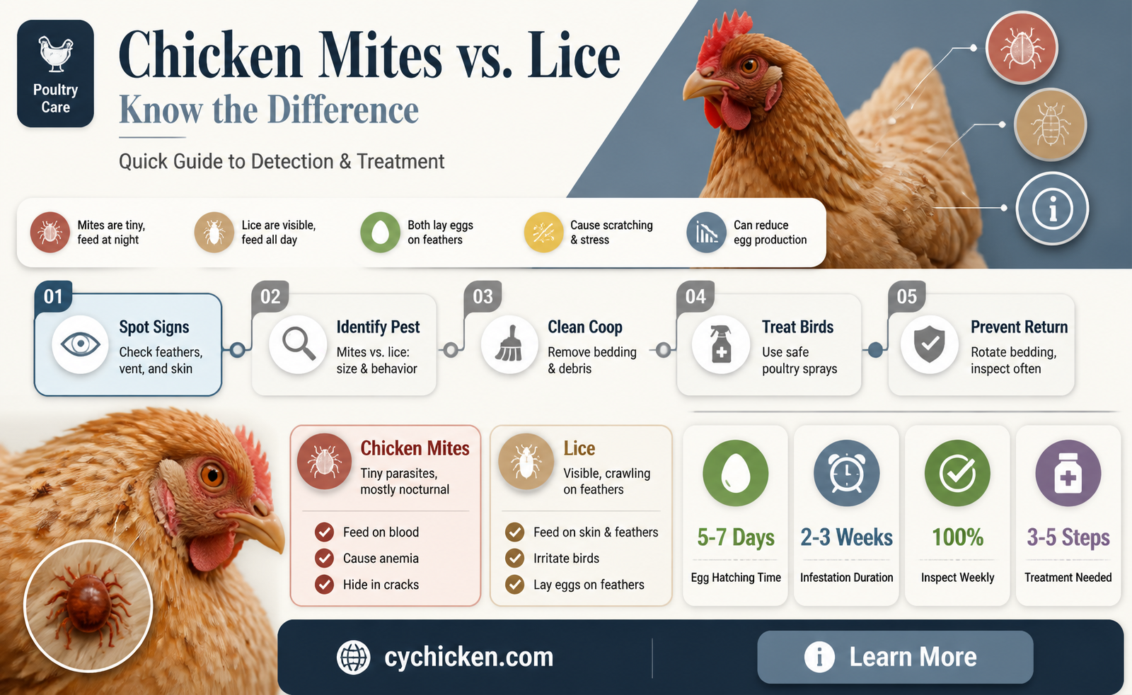 are chicken mites and lice the same thing