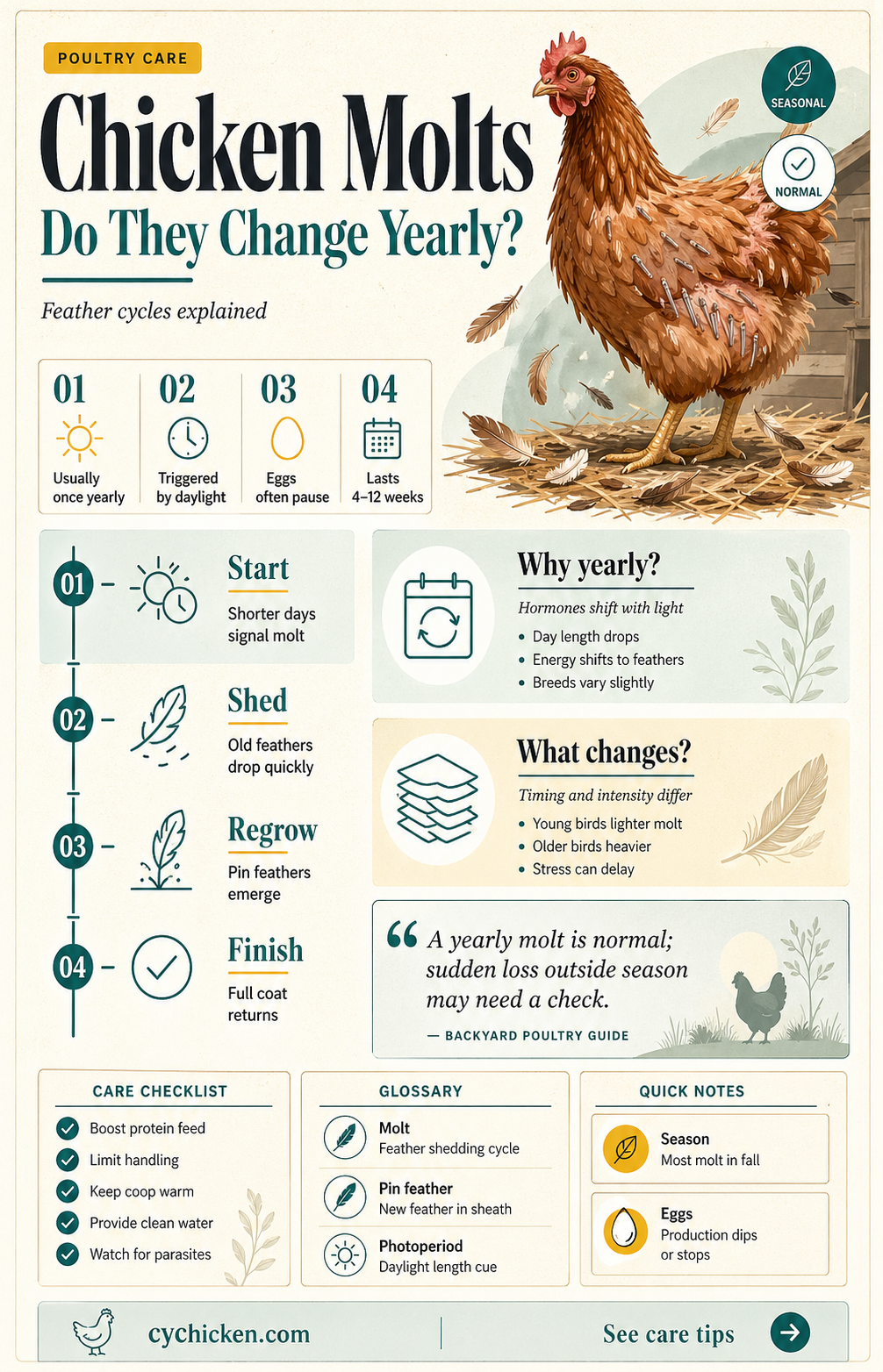 are all chicken molts the same year after year