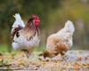 chicken other