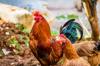 chicken other