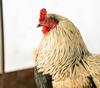 chicken other