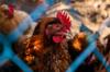 chicken other