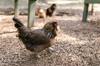 chicken other