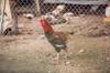 chicken other