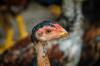 chicken questions