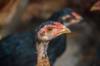 chicken questions