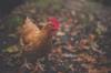 chicken questions
