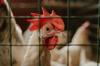 chicken questions