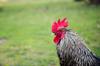 chicken questions