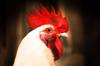 chicken questions