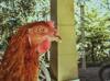 chicken questions
