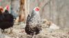 chicken questions