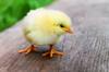 chicken thigh
