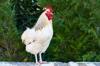 chicken thigh