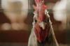 chicken thigh